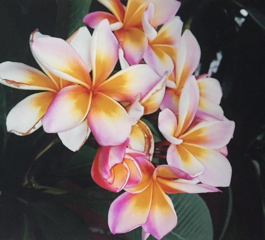 Hanalei Gardens شاطئ مينام المظهر الخارجي الصورة